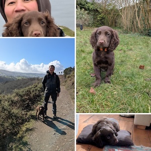 Cocker Spaniel Max, the new arrival